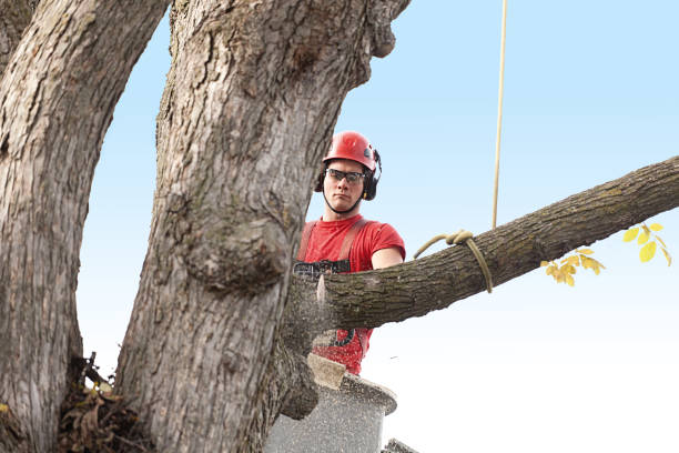 Best Arborist Consultation Services  in Coudersport, PA